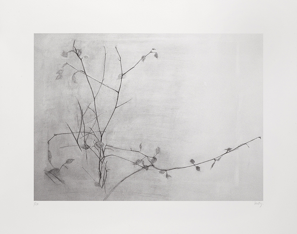 New Leaves, 38 x 48 cm, Two-colour lithograph on Somerset satin, Edition of 20
